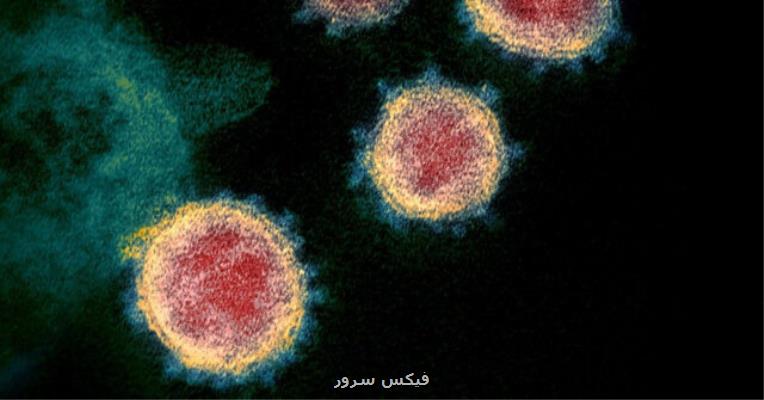 كروناویروس چگونه سلول های انسان را آلوده می كند؟