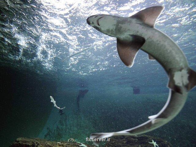 تولد فرزند از کوسه ای که 10 سال بدون جفت مانده است!