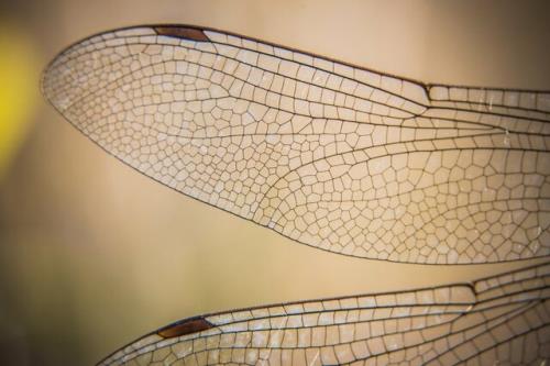 ساخت فناوری های خودتمیزکننده با الهام از بال حشرات