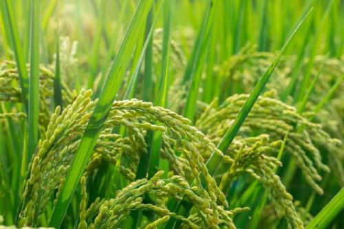 تغییر میکروبیوم برنج برای مقاومت بهتر در مقابل عوامل بیماری زا