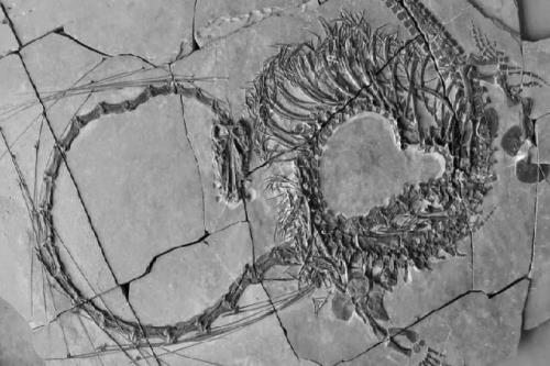 کشف فسیل 240 میلیون ساله خزنده آبزی ملقب به اژدها در چین