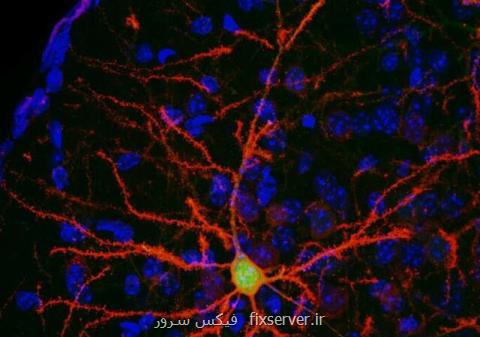 كنترل نورون ها به كمك داروی مبارزه با سیگار
