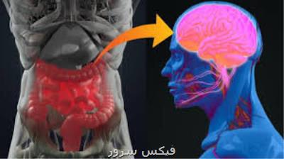 پروتئین های سمی روده ماشه چكان پاركینسون هستند