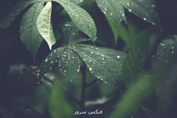 الهام از گیاهان جهت استفاده در سیستم های خنك كننده