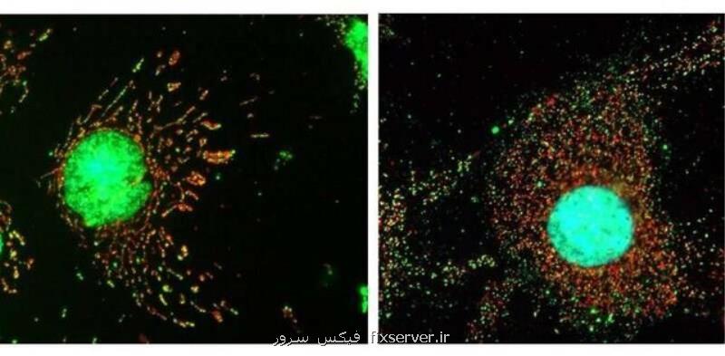 سلول ها چگونه از خود در مقابل ویروس ها دفاع می كنند؟