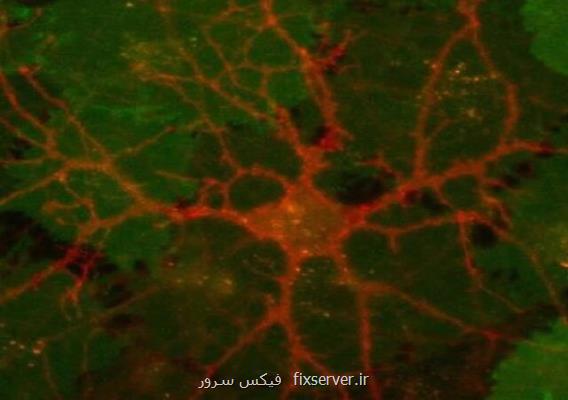 حسگرهایی كه اسرار شیمی مغز را برملا می كنند!