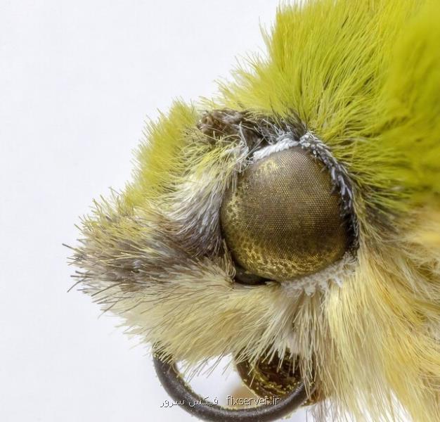 ساخت پوشش های آنتی رفلكس با الهام از چشم حشرات