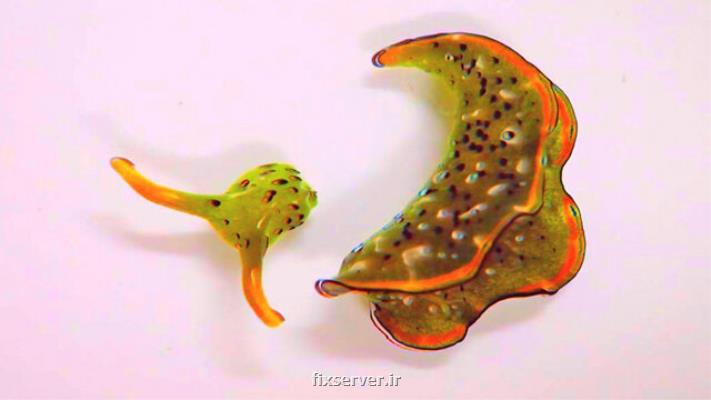 حلزون هایی كه سر خودرا جدا می كنند و بدن جدید درمی آورند!